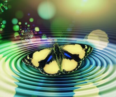 butterfly-4131219_1280