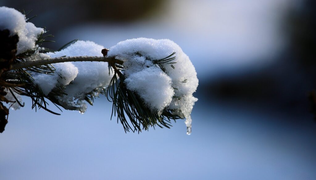 pine-branch-8545864_1280