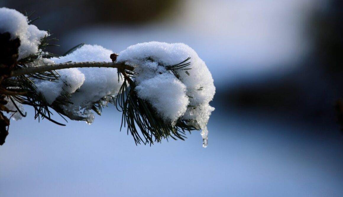 pine-branch-8545864_1280
