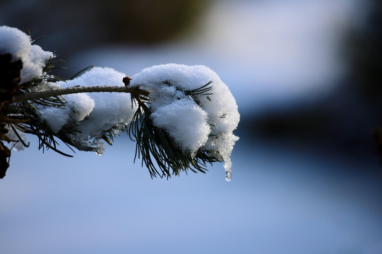 pine-branch-8545864_1280 pine-branch-8545864_1280
